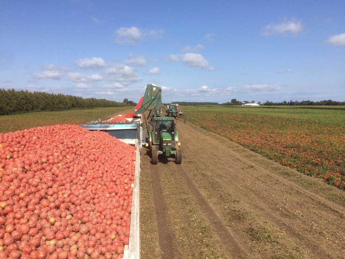 DYK: 84 farmers grew 10,467 acres of field tomatoes in 2017. They harvested 470,049 tons of tomatoes worth $51.8M. That's a lot of paste, ketchup, sauce, juice, diced and whole tomatoes! #ontag
