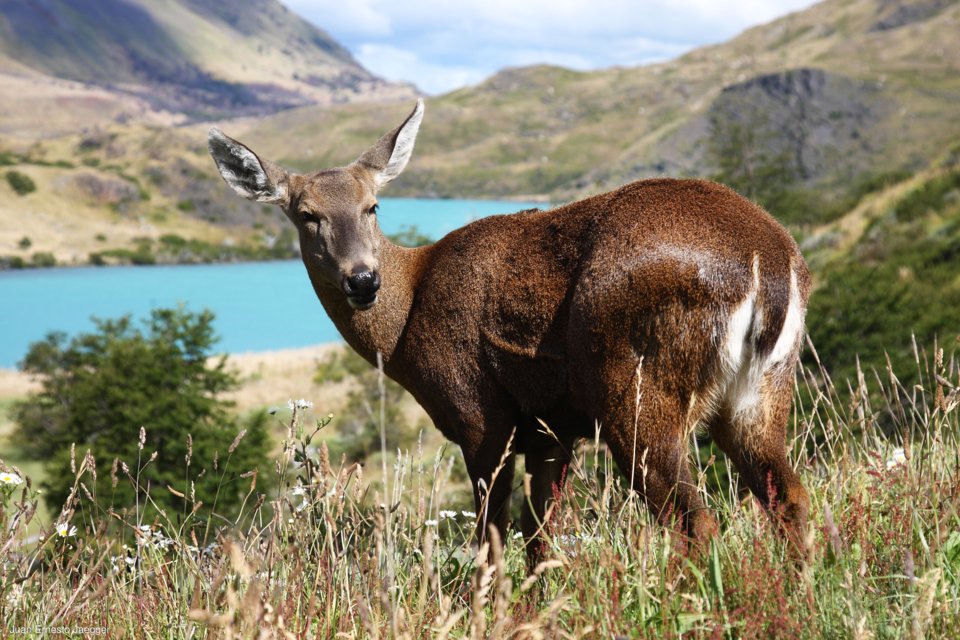 Sernatur's tweet photo. ¡Una gran noticia para Chile y el mundo! La creación de Red Nacional de Parques de la Patagonia suma 4,5 millones de hectáreas a la conservación de áreas naturales. Iniciativa pionera para la protección de nuestra diversidad, en trabajo en conjunto con @TompkinsConserv 🇨🇱🌲🏔️ https://t.co/VWSRNRiTRe