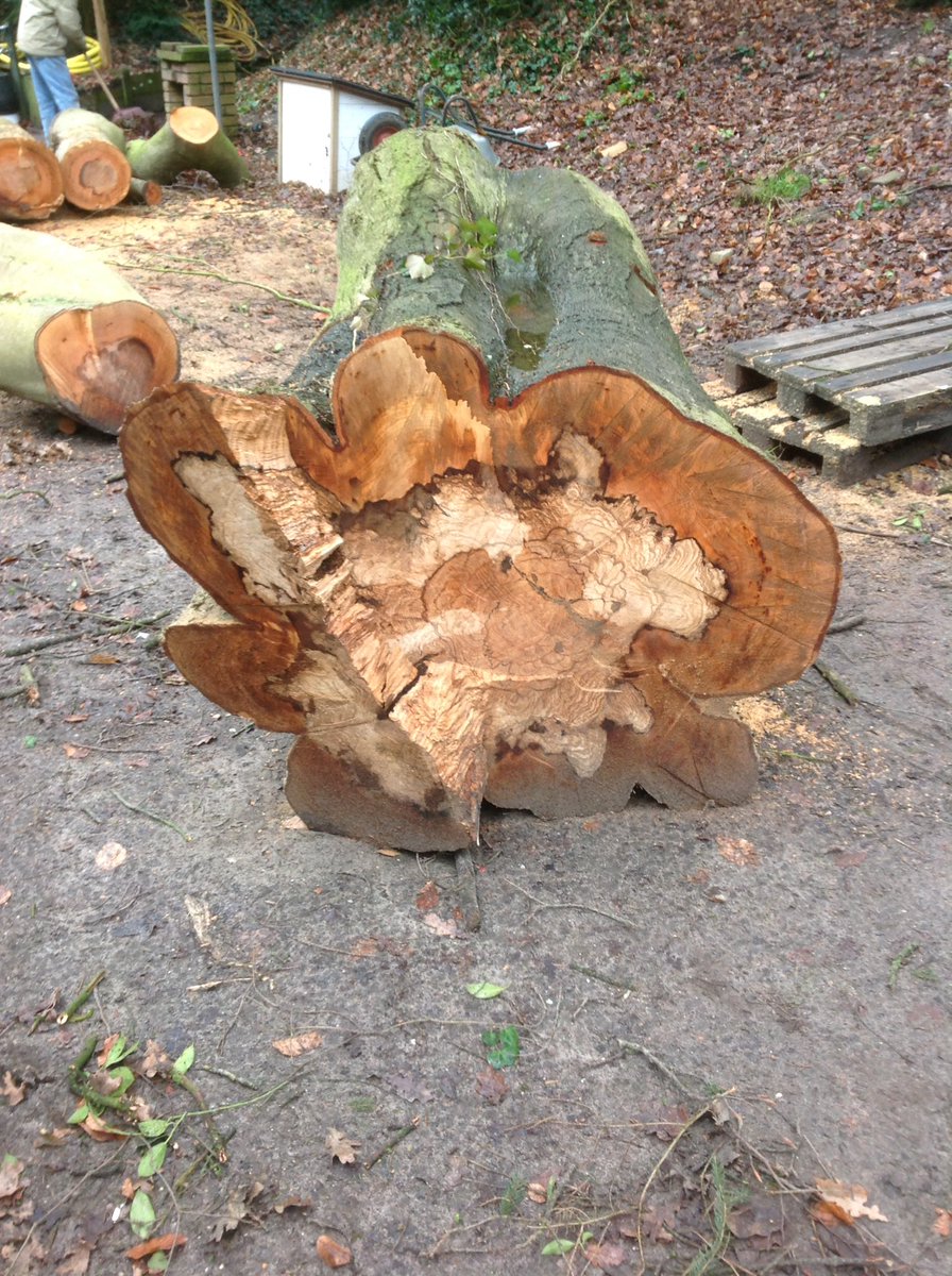 patrickfleming7's tweet image. Helaas was deze ruim 100 jarige beuk niet meer te redden