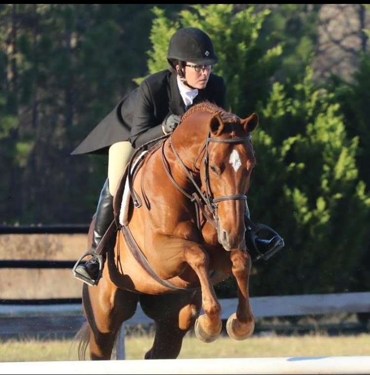 New on the site! Listed #forsale! 11yr, 16h Oldenburg mare. Proven competitive jumper looking for her next owner. styledequine.com/en/listings/52…