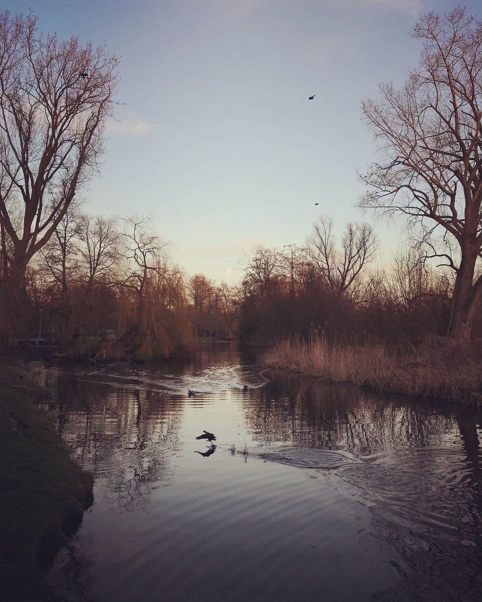 The ducks are ok. instagram.com/p/BelN8iuFMXk/