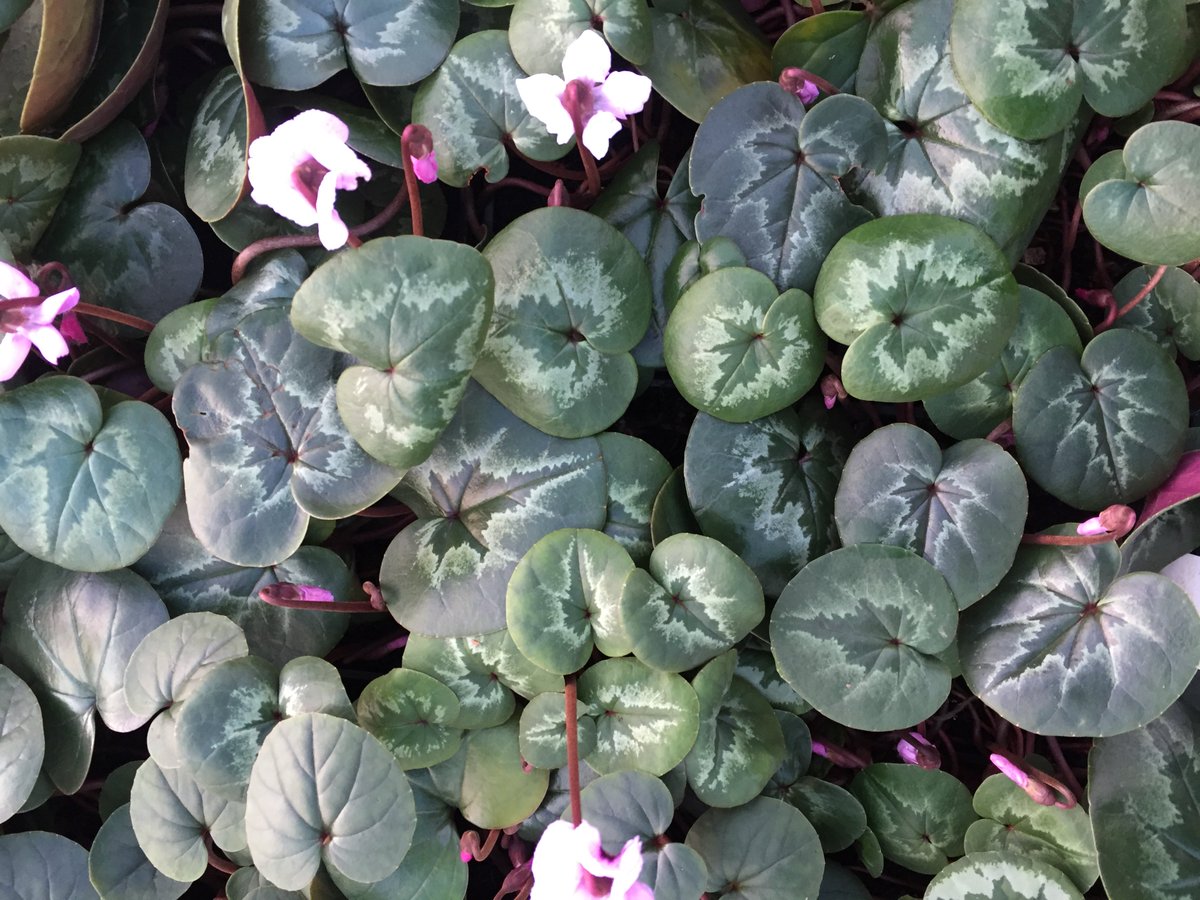 #Cyclamen coum Album. In the language of flowers, giving someone a cyclamen expresses love and sincere tenderness, though Pliny the Elder described how cyclamen tubers and roots were once used to poison fish. #HappyValentinesDay #Valentinesfacts #Valentinesday #languageofflowers