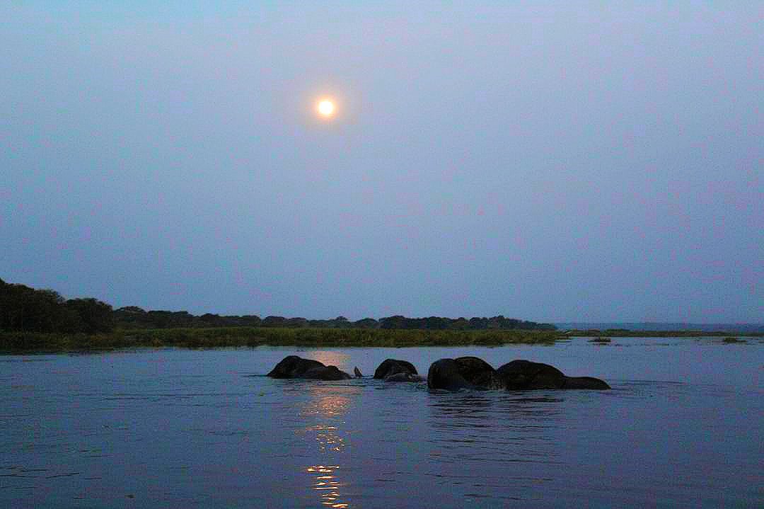 What a view! An #elephant family enjoys the Nile river #moonlight!#elephantsanctuary #elephantsafari #elephantsworld #ElephantStories #elephantsonparade #wildlife #wildernessculture #wilderness #wildlifeplanet #wildanimals #wildlife_seekers #ElephantAppreciationDay  #Africa