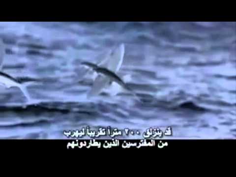 alsheedi322's tweet photo. #سمك_طائر
#أوإكسوسيتيدي
#Exocoetidae
هو فصيلة من الأسماك في رتبة الإبريات من طائفة شعاعيات الزعانف. توجد نحو 50 نوع من الأسماك التي تطير، وهي لا تعتبر طيورا وإنما هي أسماك تستطيع القفز من الماء والطيران الحائم بواسطة زعانفها المفرودة.
#شبكة_هواة_صيدالأسماك https://t.co/jumwGps6nv