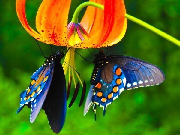 A_LuminousOne's tweet photo. 💕
Love is like beauty
Love is like a dance
Once glanced
Once danced
It cannot be forgotten
💕©

#ValentinesDay #Poetry #AmWwriting #CannabisCommunity #Scifi
#IDWP #JoyTrain #Peace #Freedom #Compassion #Hemp #StartUp https://t.co/jOcweaPrOr