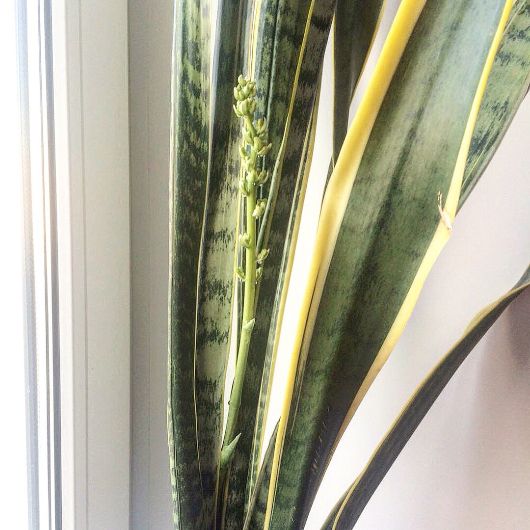 sadovod57's tweet image. А у Вас тёщин язык цветёт? Сколько нас таких счастливчиков?) 
.
.
#Цветы #цветыдома #сад #огород #дача #цветы_оптом #садовод #тещинязык #щучийхвост #растение #новини #Москва #Орел