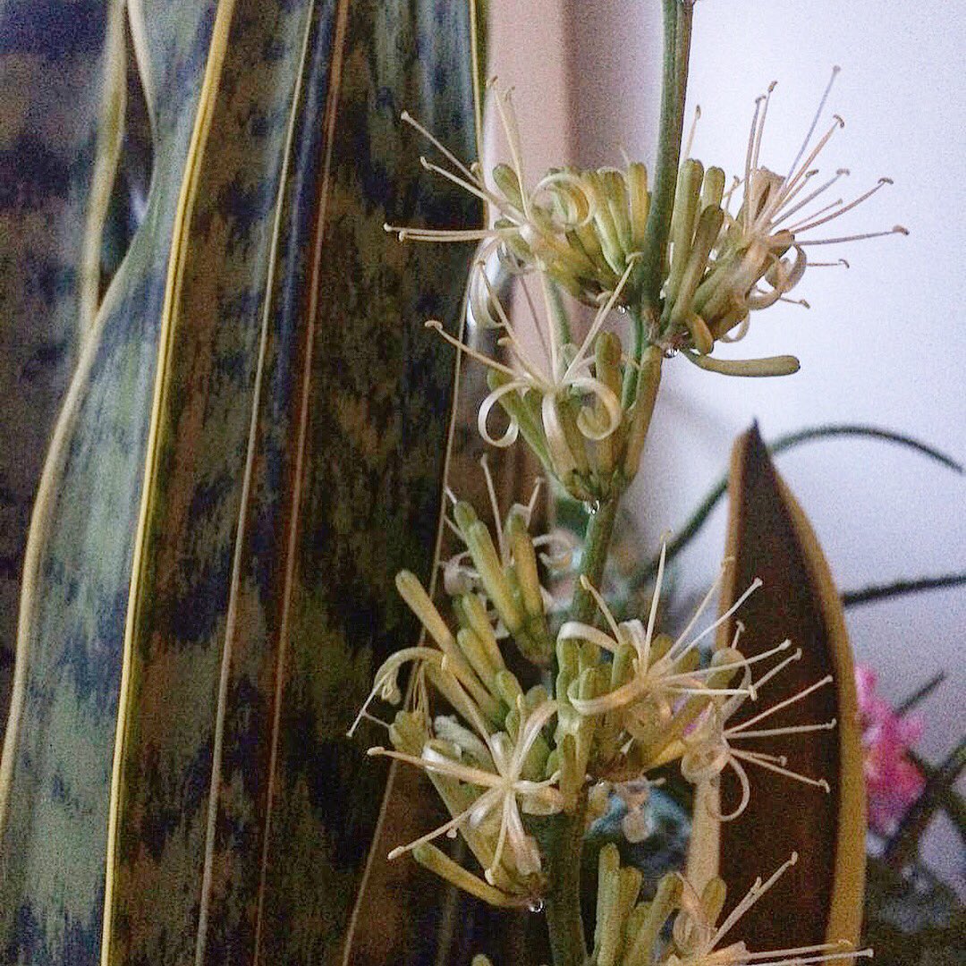 sadovod57's tweet image. А у Вас тёщин язык цветёт? Сколько нас таких счастливчиков?) 
.
.
#Цветы #цветыдома #сад #огород #дача #цветы_оптом #садовод #тещинязык #щучийхвост #растение #новини #Москва #Орел