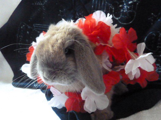 WidgeWatch's tweet photo. Happy Valentine's Day every bun #ValentinesDay #Valentines #rabbit https://t.co/nvxbnAAqx6