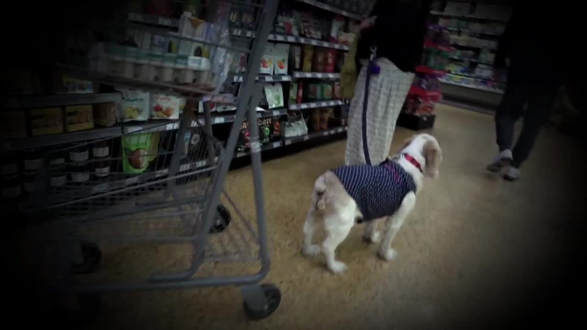 Shoppers question rising number of dogs taken into South Florida grocery stores bit.ly/2EpnLOV https://t.co/UoUfcI0Scq