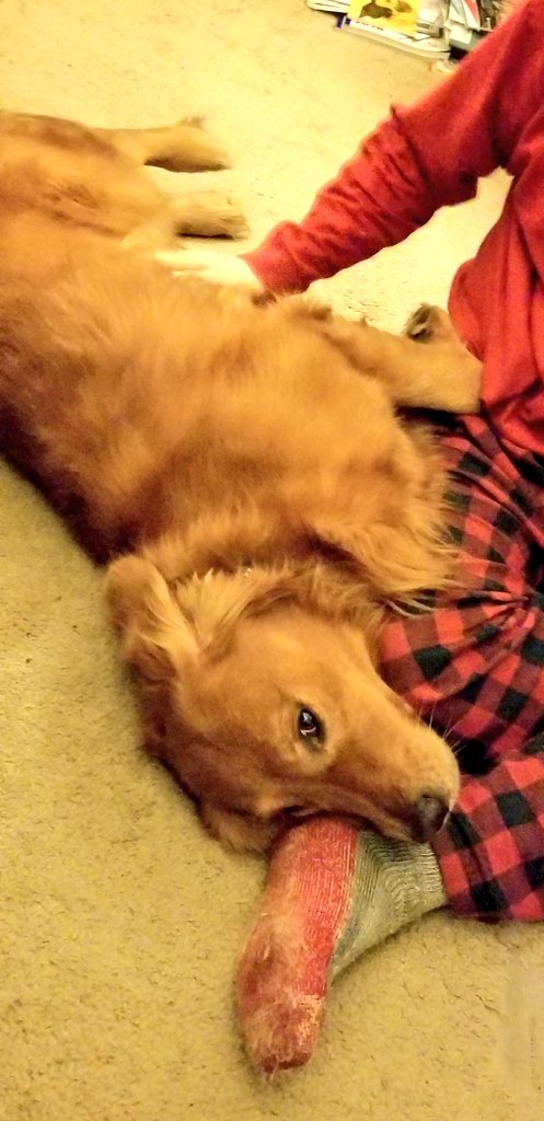 DogjocksPhotos's tweet photo. I just don't get it. No #goldenretriever again??
150 years of making smiles too

#WKCDogShow #BestAtHomeContest https://t.co/snkNyLepeE