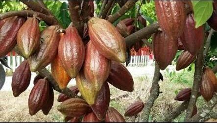 pjeems's tweet photo. @sosorlbin coklat https://t.co/7yG0YXfDcS