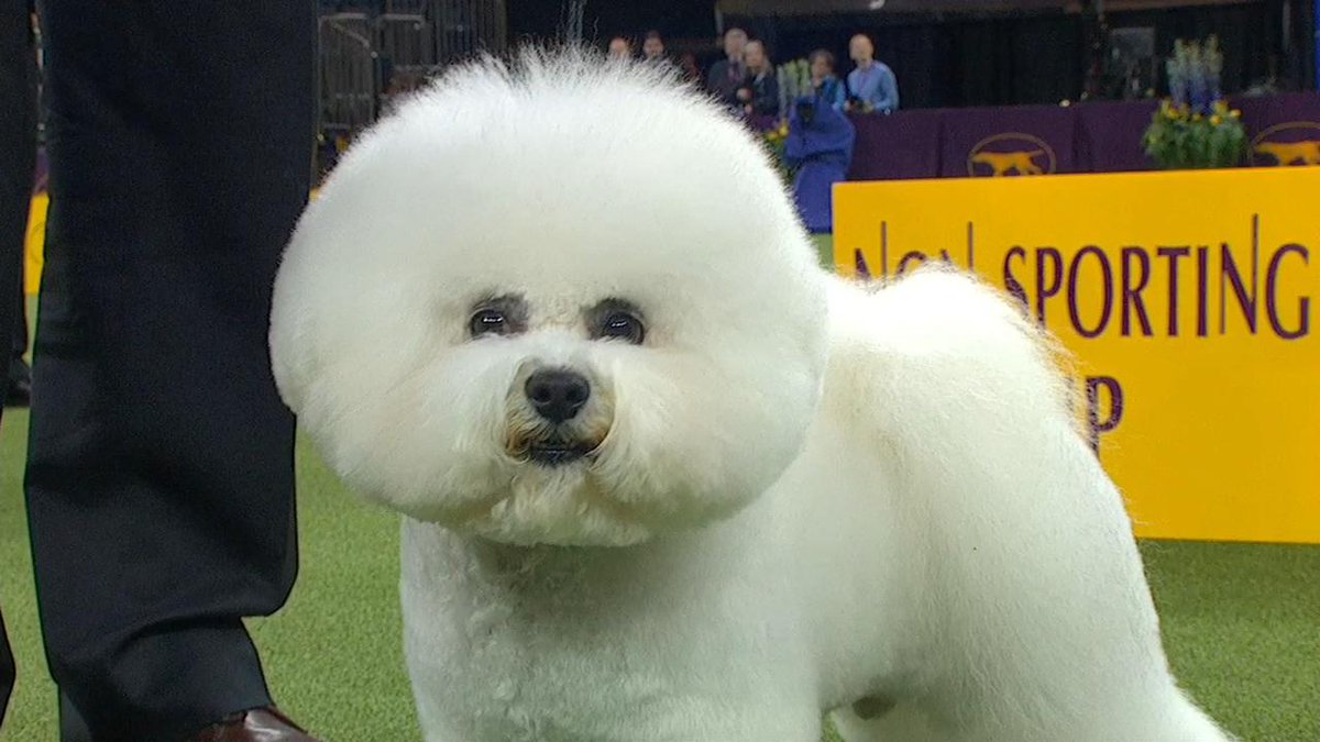 What a night! Mrs. Betty- Anne Stenmark has chosen the Bichon Frise as the Best in Show Winner of the 142nd Annual Westminster Kennel Club Dog Show! Way to go Flynn! You have made history! Ty the Giant Schnauzer was chosen as Reserve Best in Show! (photo: Fox Sports)