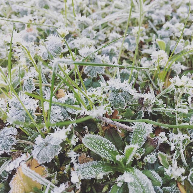 daniellequarmby's tweet image. Beautiful icy mornings #washington #seattlewinter #schoolbusstop #payingsomuchattentiontomychild #latergram ift.tt/2EEBVLp