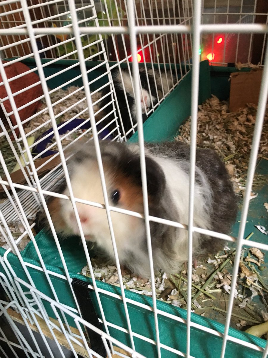 Guinea Pig Sanctuary (SanctuaryPig) Twitter