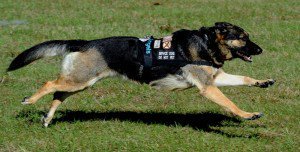 usservice1's tweet photo. We provide United States Service #Animal #Registry.

For more information - https://t.co/dL5JzEYPrV https://t.co/JOs2Yk5SZQ