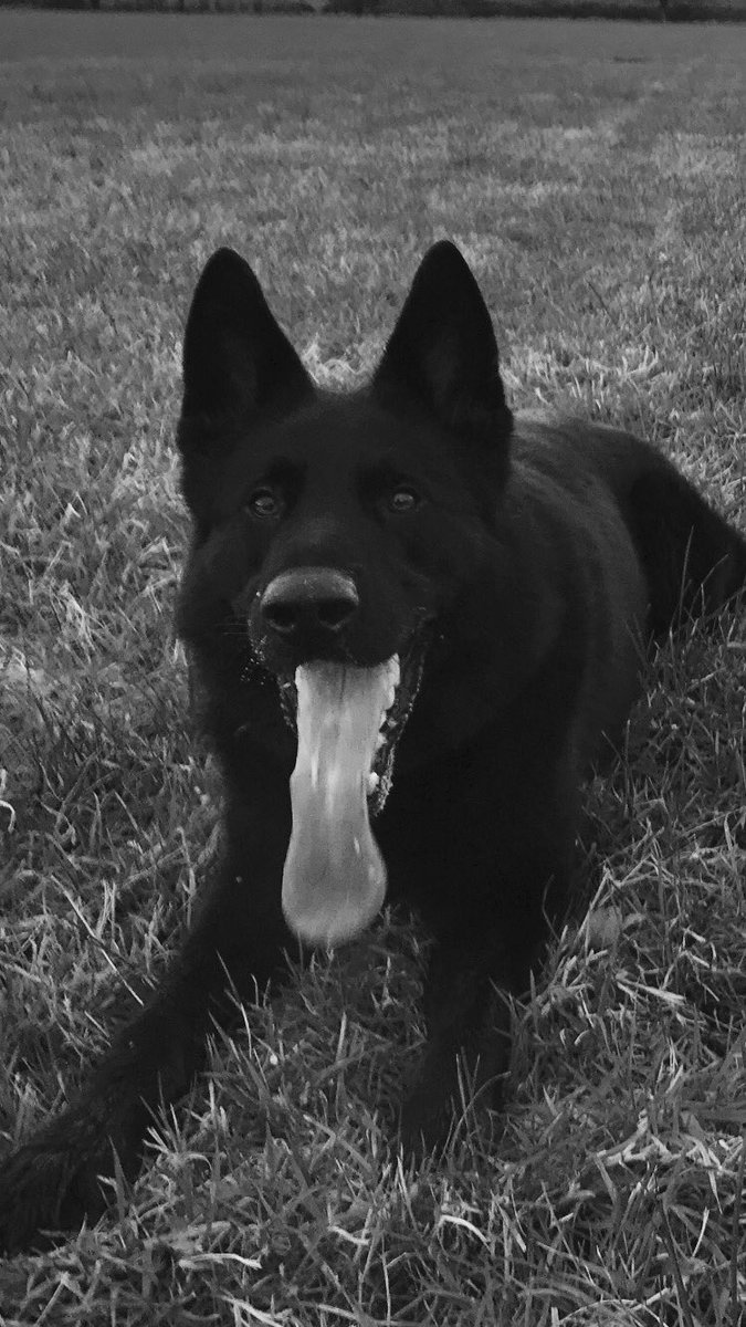 Two males seen pushing a stolen moped along a pavement. Both arrested and one makes off, Iggy sent to detain him. Male had second thoughts, didn't fancy his chances and jumped onto the roof of a car. #DidntGetFar #Nicked