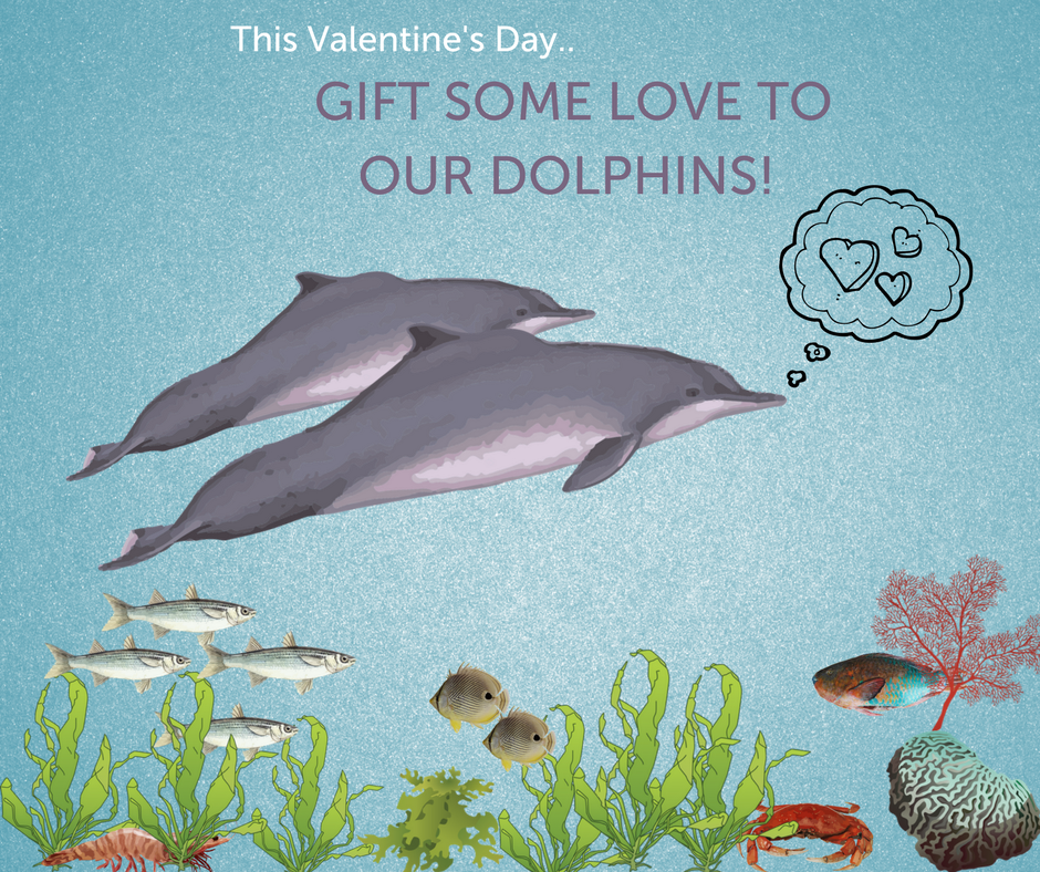 TerraConscious's tweet photo. #ValentinesDay Donate now at https://t.co/X5naFx0IC7 … and help us get a hydrophone to raise awareness against underwater noise pollution and its devastating impacts on our marine life. #BeTerraConscious
#Dolphinlove #OceanLove @aliaa08 @TheJohnAbraham @ShashiTharoor @OfficeOfRG https://t.co/P5bh3g3dmZ
