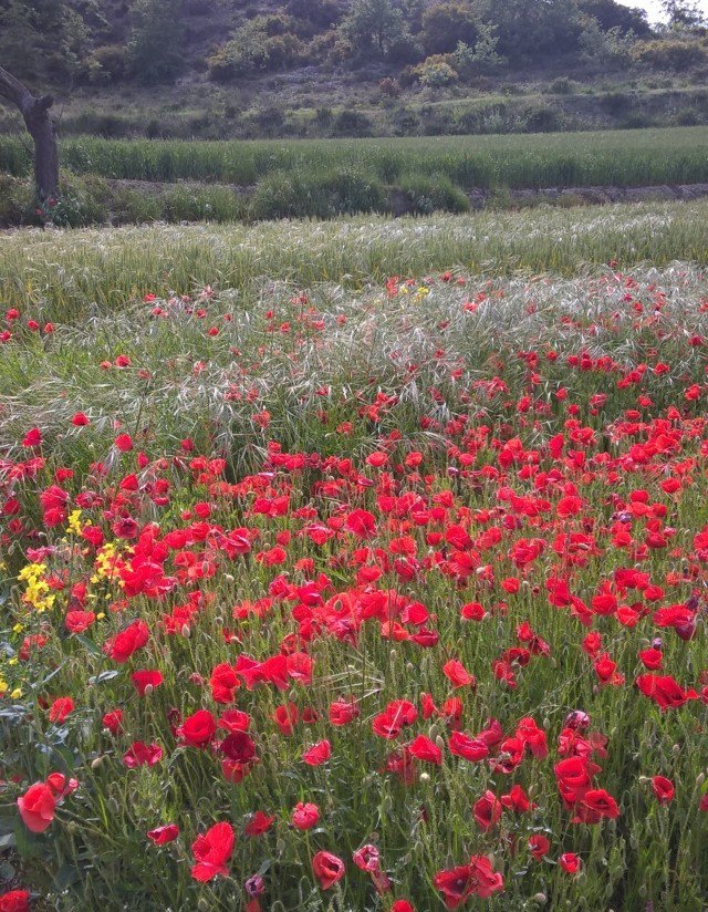 agrnegocios's tweet image. 🆕🆕  @BASF_AgroES lanza #PicoMax, una formulación innovadora para el control de la #amapola resistente ➡️ agronegocios.es/basf-lanza-pic…