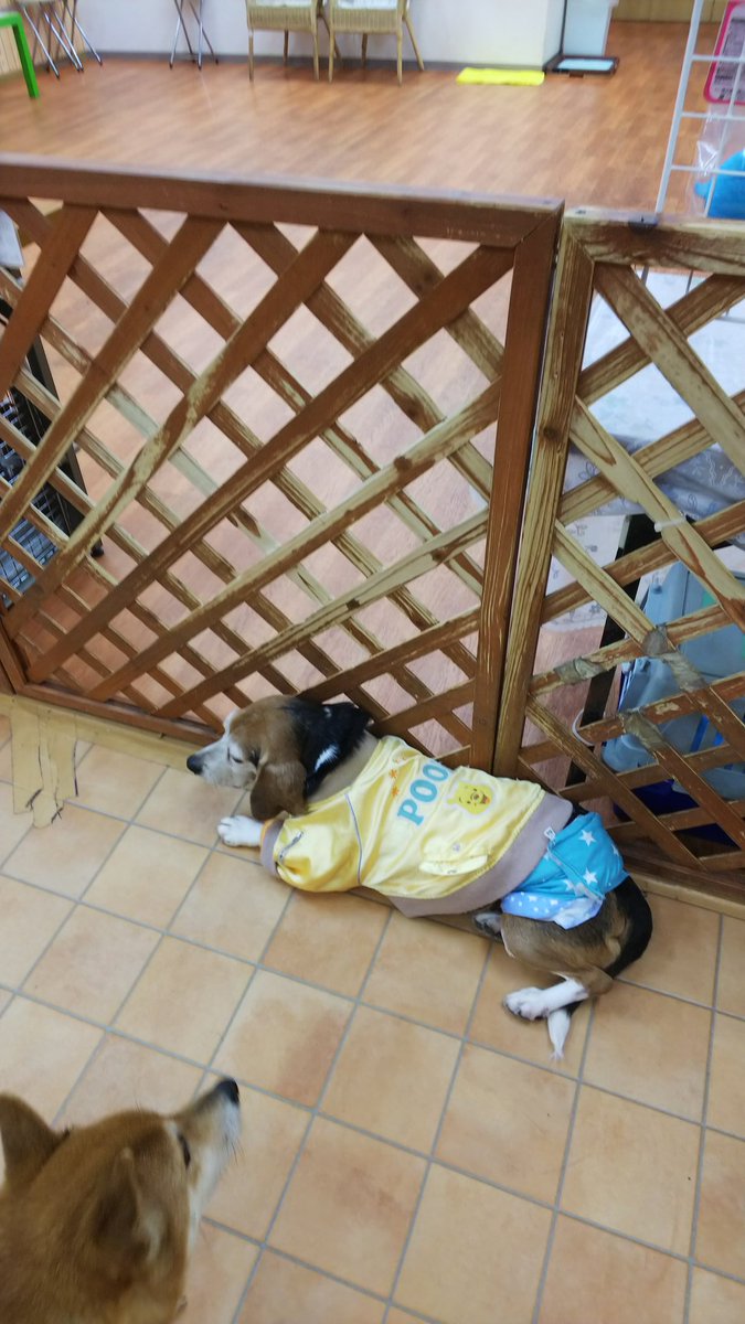 保護犬パーク長居店 屋内ドッグラン トリミングサロン ラブファイブ 保護犬カフェ系列 ゲートキーパーそうた 出入口を陣取って塞いで通せんぼ 保護犬パークは僕が守る Byそうた そうた 推定8歳 ビーグル 里親様募集中です 大阪 長居 保護犬パーク長居店 屋内ドッグラン トリミングサロン ラブファイブ 保護犬カフェ系列 ゲートキーパーそうた 出入口を陣取って塞いで通せんぼ 保護犬パークは僕が守る Byそうた そうた 推定8歳 ビーグル 里親様募集中です 大阪 長居