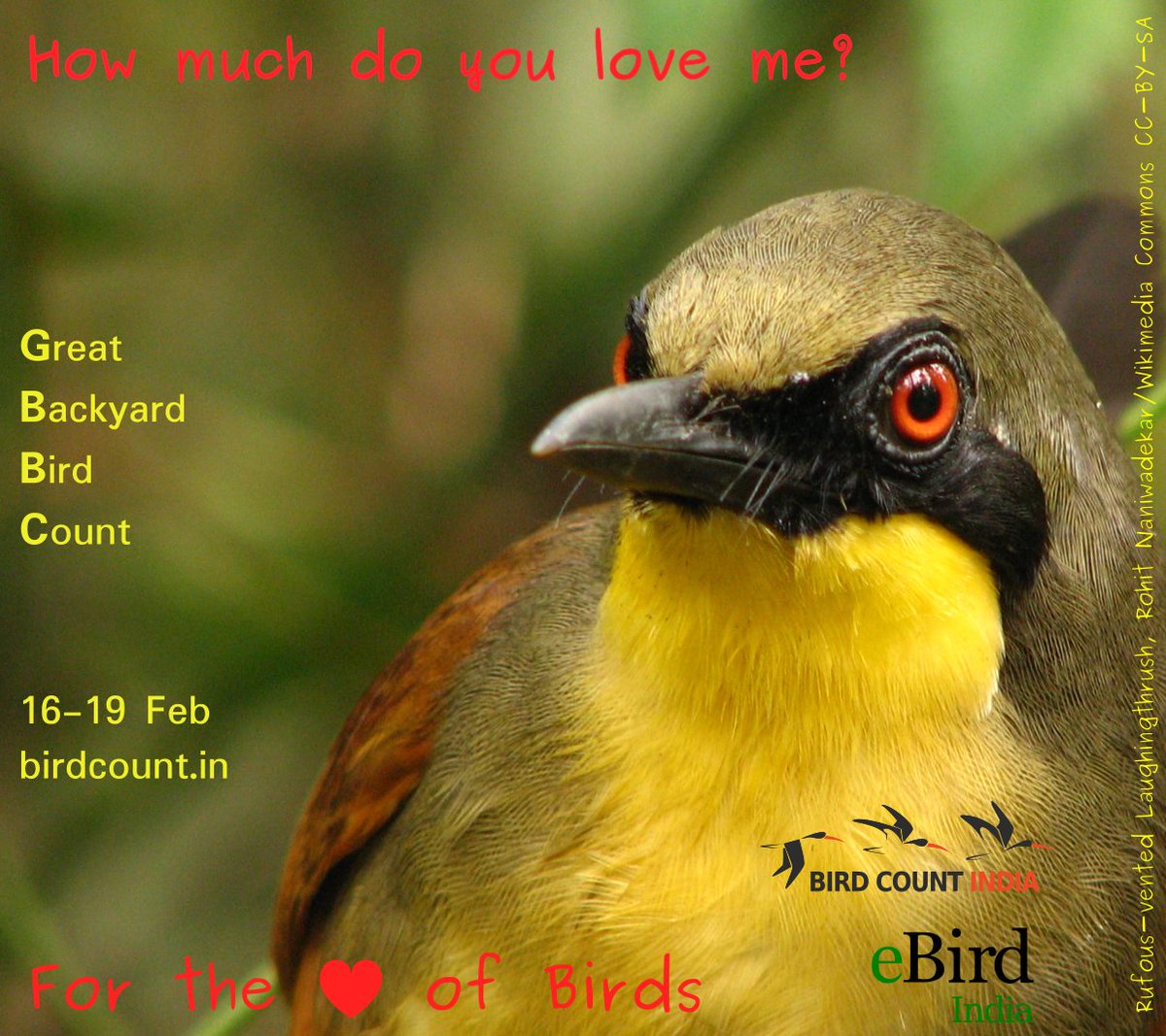 Birdcount India On Twitter The Gbbc Starts This Friday Go