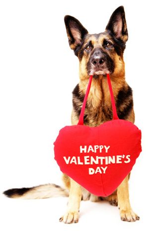 HAPPY VALENTINES DAY ❤️

#Valentines2018 #loveyourdog #welovedogs