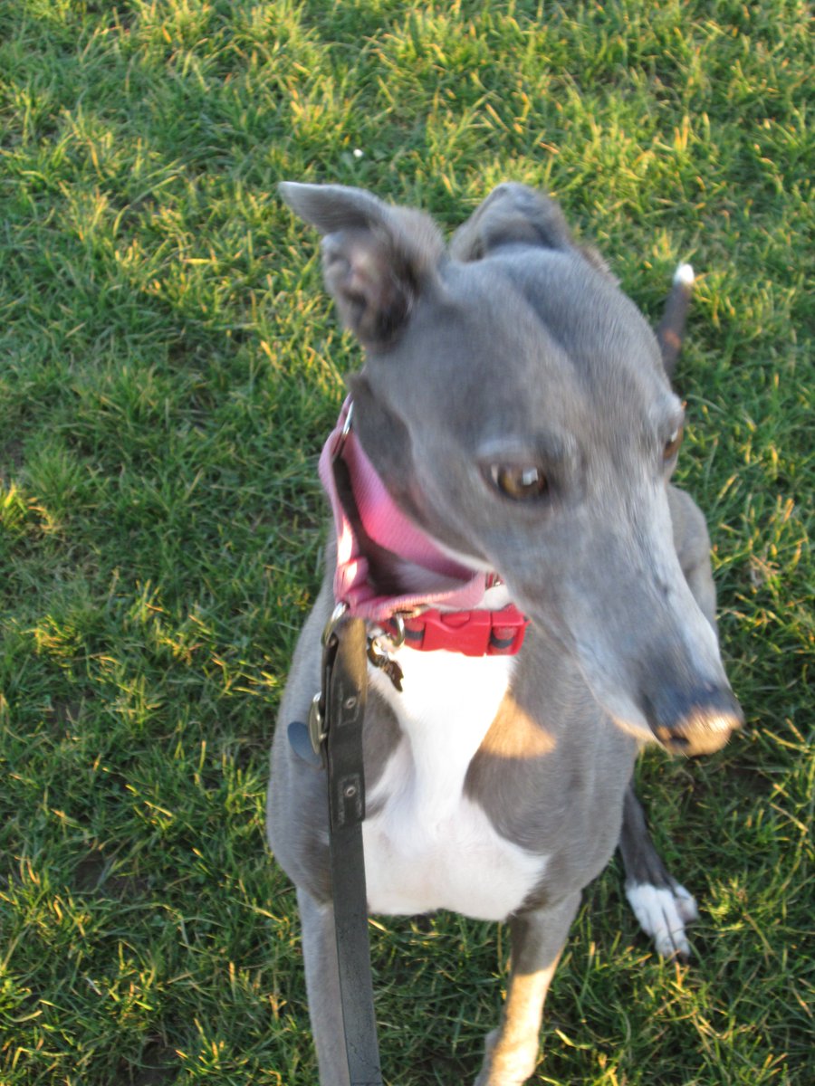 Greyhounds_PZ's tweet photo. #missingizzy https://t.co/eEr1FJEBcl