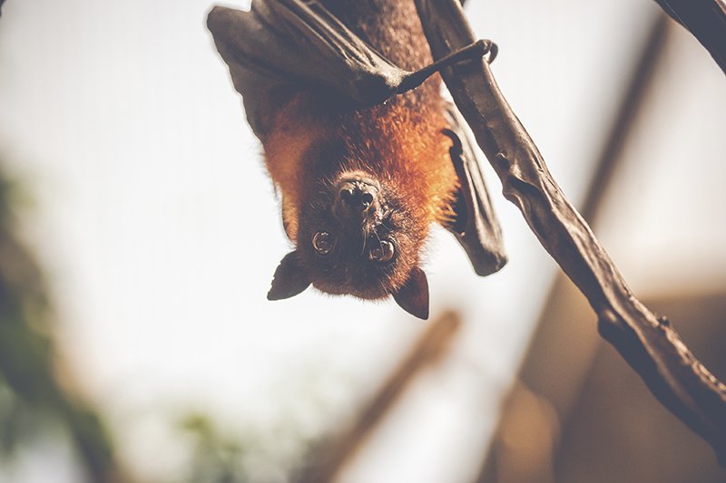 Bat, caught by surprise. polarpx.com #wildlife #bats #nature #animals #funny #photography #photographer