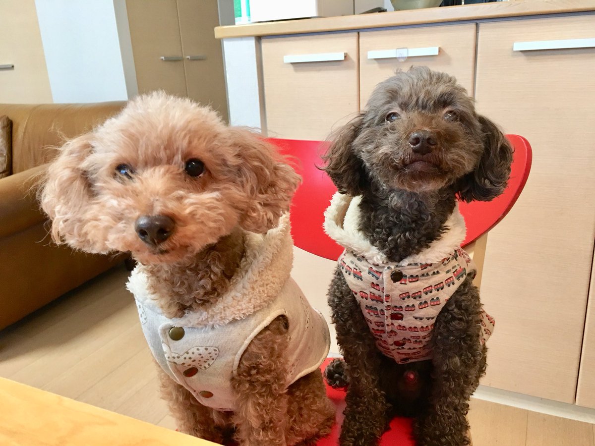 チップとポッキーと保護猫2匹 على تويتر 犬服を作ってもらいました バレンタインに嬉しいプレゼント 犬服 トイプードル 愛犬 手作り服 ハッピーバレンタイン