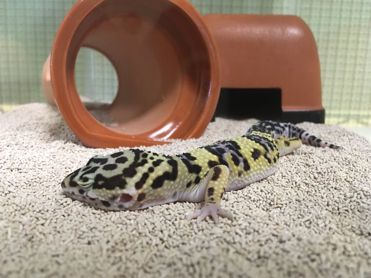 脱皮お疲れシトロン君！
綺麗な黄色がでてていいね！
疲れて寝てるのかな？

#ヒョウモントカゲモドキ