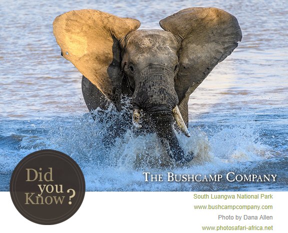 #DidYouKnow When elephants want to intimidate, they fan out their ears to make themselves look even bigger than they already are? bushcampcompany.com/DIDYOUKNOW_ww/…