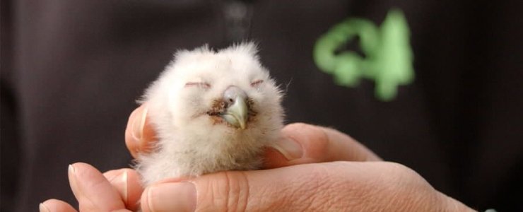 Happy Valentine's Day! We'd like to celebrate the day with stories of wildlife we love in our forests.

First up is the Tawny Owl who rangers at <a href="/FCGrizedale/">Grizedale Forest</a>, have been running a nest box scheme to provide habitat for these fantastic owls. 

#ValentinesDay #WildlifeWednesday
