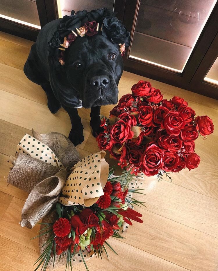 Kalbinde sevgi ve mutluluk olan herkesin sevgililer günü kutlu olsun❤️🤩🌹 
#valentinesday #14şubatsevgililergünü #originelmag