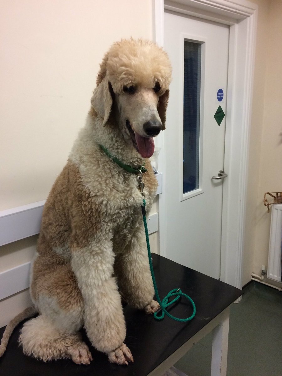 AxeValleyVets's tweet photo. Marvel is a particularly handsome Standard Poodle who came in for some dental treatment this week. He was so pleased to see Emma at his post op check today, that he jumped straight onto the table and gave her a kiss! #love #loveday #animalhealth https://t.co/mGrw1pnwfk