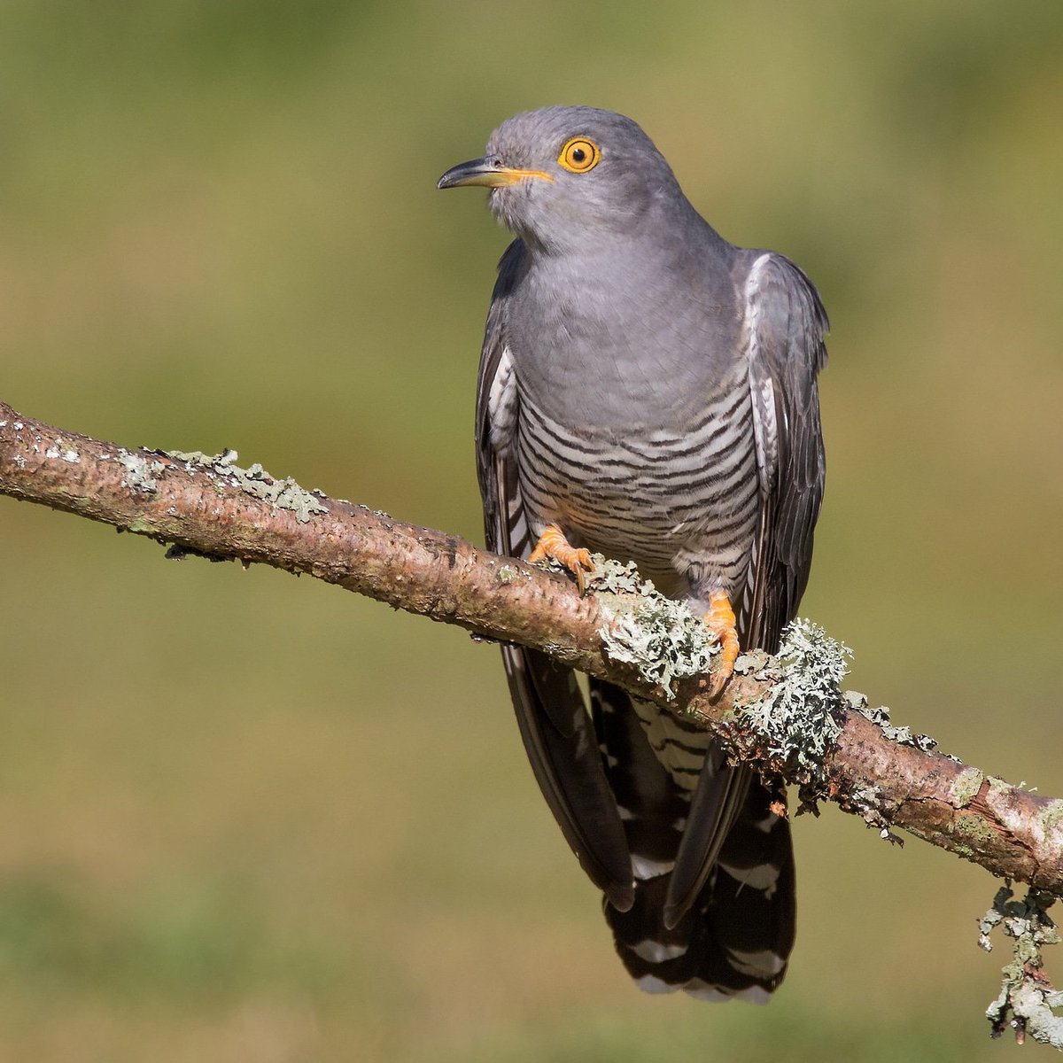 1cogs's tweet photo. Cuckoo #canon #sigma #wow #bird #ukbird #nature #birdwatching #photography #wildlifephotography https://t.co/OIu0qyHmoP