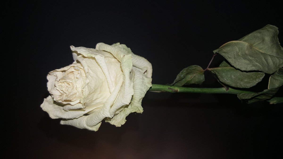 Blog_relatos's tweet photo. Muerta... naturaleza muerta #Belleza #Reflexiones #SanValentin2018 https://t.co/MNVUgHck8A