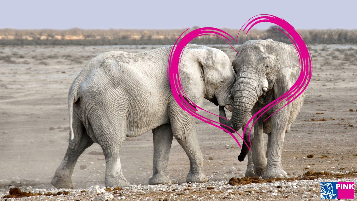 Pink Elephant wenst iedereen een fijne Valentijnsdag!