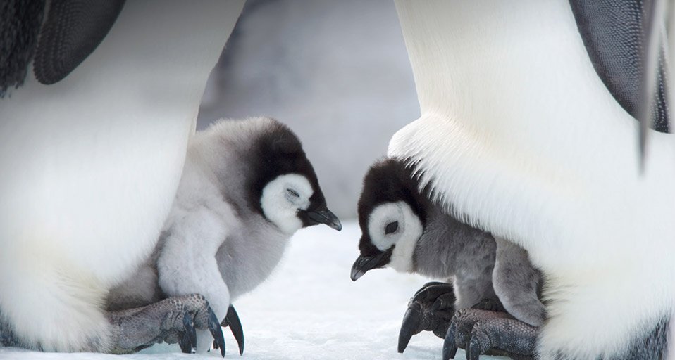 HAPPY VALENTINE'S DAY!
Humans aren’t the only ones who need some extra attention. Look at this charming photo of a mother and father emperor penguin with their chick! And the photo of a seal pup kissing mom! And how about these two lovely albatrosses?..
#antarcticwildlife