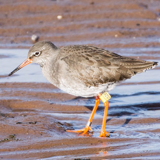 I saw this tagged Redshank in Belhaven Bay yesterday.