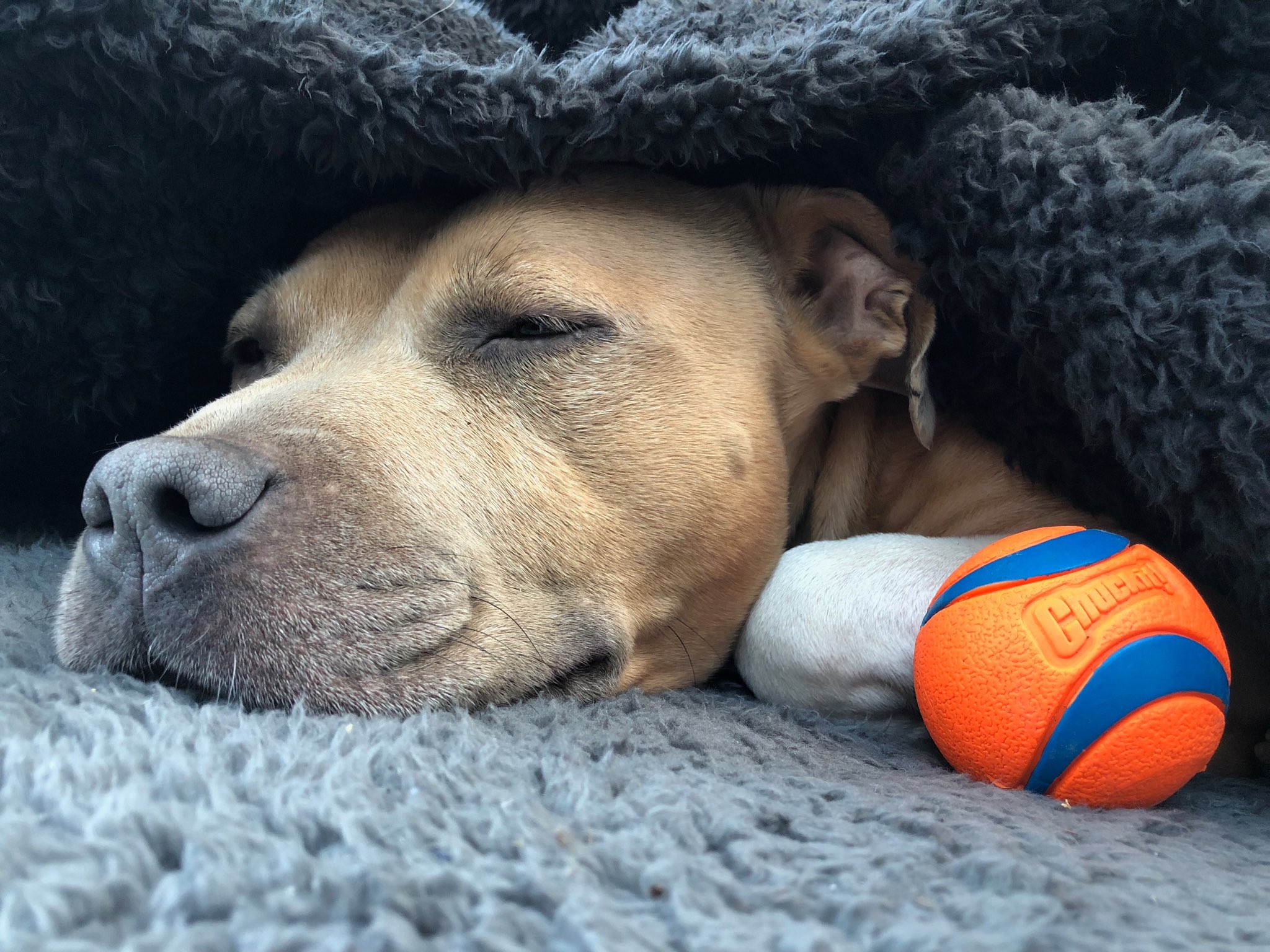 staffy ball