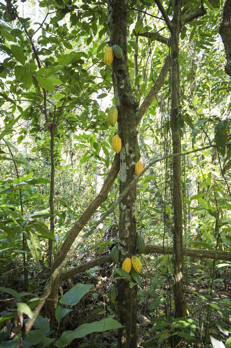 cleanforestclub's tweet image. Have you seen before a #cacaotree? #cacao l #Bolivia is one of the largest producers of cacao! #tree #forestry #reforestation #plantatree #Plantation #treetotree #cleanforestclub #climatechange #climate #climateaction