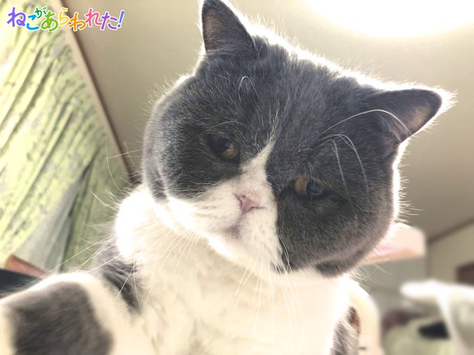 ねこがあらわれたのtwitterイラスト検索結果 古い順