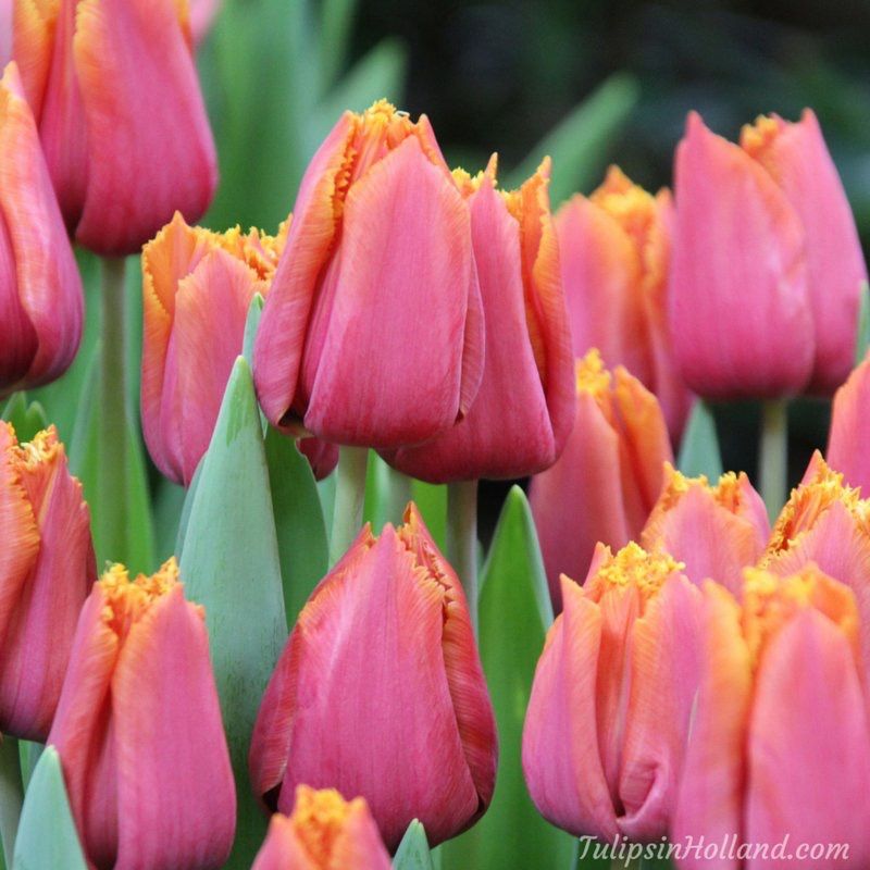 tulips_holland's tweet photo. Wishing you a beautiful day with tulip Louvre Orange

#travel to the #tulipsinholland spring 2018 https://t.co/OpQg7ou1zh https://t.co/yG95Fcvxqe