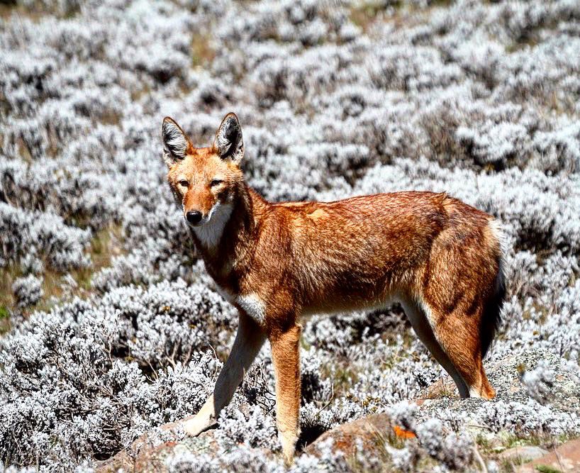 Did you know that there are fewer than 600 #Ethiopianwolves remaining? They are #endemic to #Ethiopia and found in only 7 isolated enclaves.   #wildlife #travelling #travelafrica #ethiopia #simienmountains #balemountains #originsafaris #ethiopianwolf #simienwolf #endemicspecies