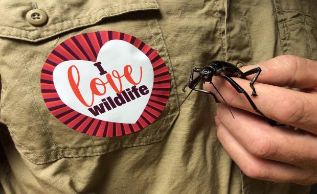 ZoosVictoria's tweet photo. Did you know the critically endangered Lord Howe Island Stick Insect has heart-shaped pads on its feet, so their footprints send out little messages of love? https://t.co/oZswdrwm0V #valentinesday https://t.co/if0qlqYkMr