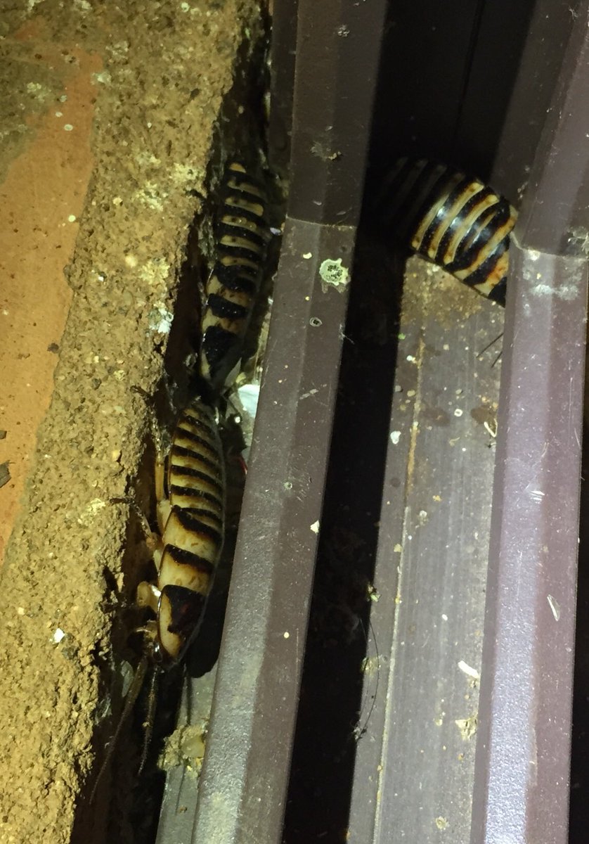 東京ズーネット 公式 マダガスカルゴキブリ マダガスカルオオゴキブリ は 日本でも英語そのままに マダガスカルヒッシング コックローチ と呼ばれたりするのですが そのヒッシング音 ｼｬｰという音 はなんと気門から空気を出して発音されます 多く