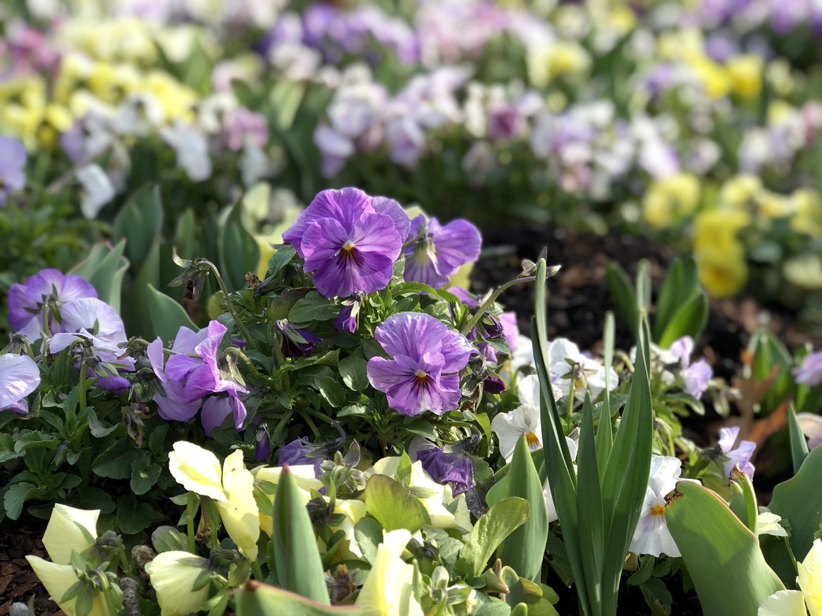It’s 40 degrees in Dallas, but that doesn’t stop flowers from blooming! Enjoying the $5 admission at the Dallas Abrboretum!
