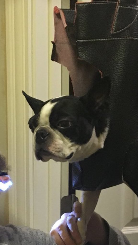 Dog In Shopping Bag To Cut Nails