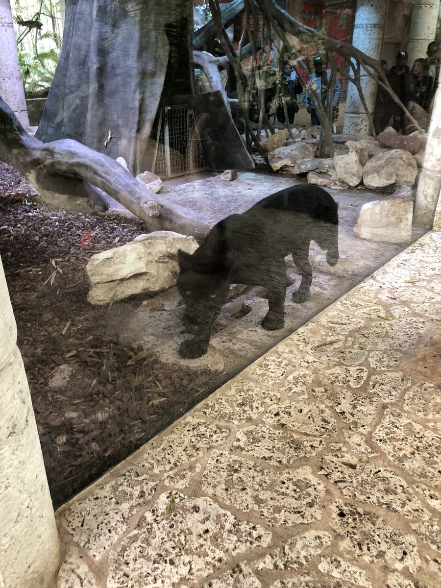 An Aquarium with a Jaguar?! Only at the Dallas World Aquarium in Downtown!