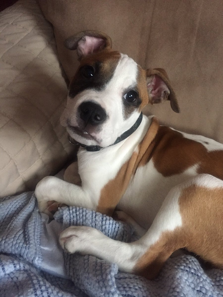 kelliesaddler's tweet photo. @DailyPitbulls https://t.co/LQhlI2U2Sm