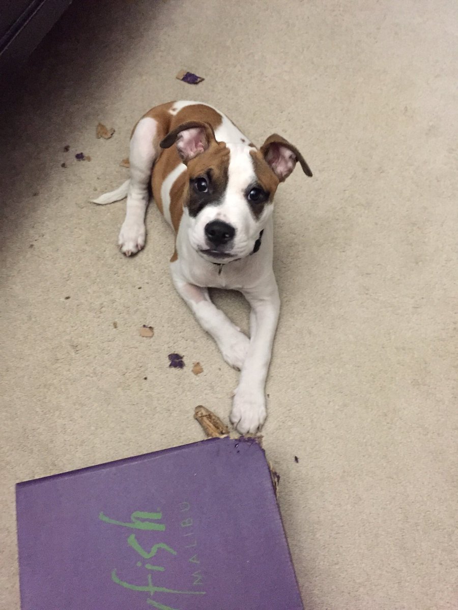 kelliesaddler's tweet photo. @DailyPitbulls https://t.co/LQhlI2U2Sm